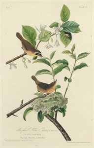 Reinita de Maryland de Robert Havell