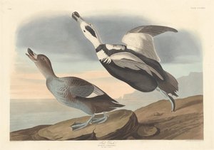 Pato pintado, 1836 de Robert Havell