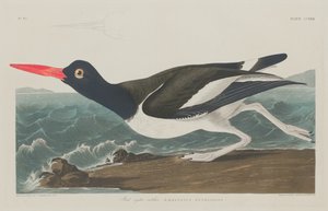 Ostrero pío, 1834 de Robert Havell