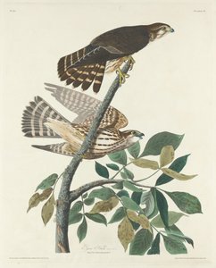 Halcón paloma, 1830 de Robert Havell