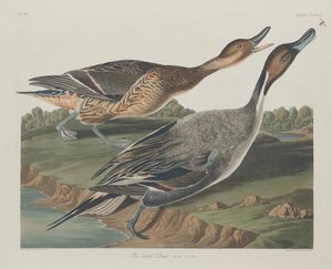 Pato de cola puntiaguda, 1834