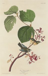 Reinita de pantano de pino de Robert Havell