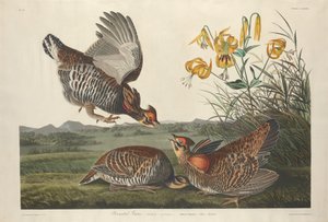 Urogallo Pinnado, 1834 de Robert Havell