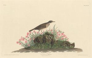 Titlark de la pradera, 1830