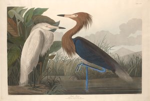 Garza morada de Robert Havell