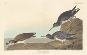 Correlimos oscuro, 1835 de Robert Havell