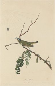 Vireo de ojos rojos de Robert Havell