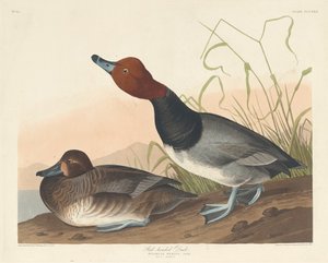 Pato de cabeza roja, 1836 de Robert Havell