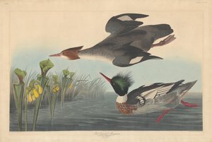 Serreta mediana de Robert Havell