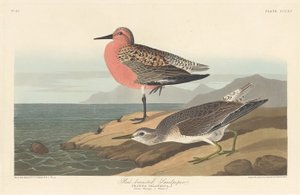 Correlimos pechirojo, 1836
