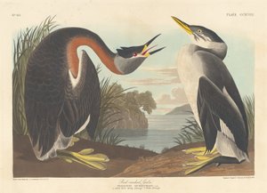 Somormujo cuellirrojo, 1836 de Robert Havell