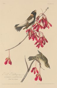 Emberiza del arroz de Robert Havell