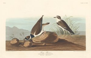 Chorlitejo anillado, 1836 de Robert Havell