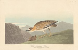 Chorlito de las Montañas Rocosas, 1836 de Robert Havell