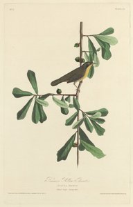 Garganta Amarilla de Roscoe de Robert Havell