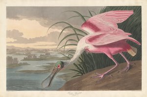 Espátula rosada, 1836 de Robert Havell