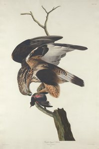 Halcón de patas ásperas, 1833 de Robert Havell