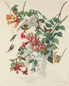 Colibrí garganta rubí, 1828 de Robert Havell