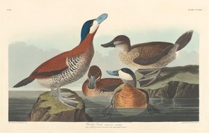Pato colorado, 1836 de Robert Havell