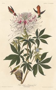 Colibrí de Cuello Rizado de Robert Havell