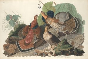 Urogallo, 1828 de Robert Havell