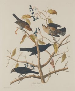Grakle Oxidado, 1833 de Robert Havell