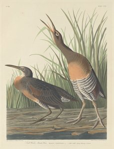 Gallina de Pantano de Agua Salada, 1834 de Robert Havell