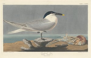 Charrán Común, 1835