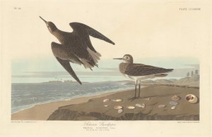 Correlimos de Schinz, 1835 de Robert Havell