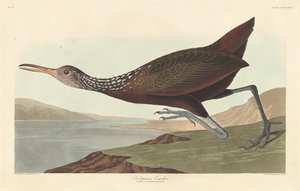 Scolopaceus Courlan, 1837 de Robert Havell