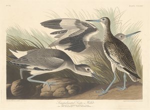 Agachadiza semi-palmada o Willet de Robert Havell
