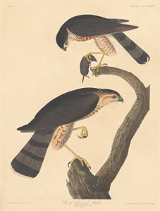 Gavilán de patas cortas, 1837 de Robert Havell