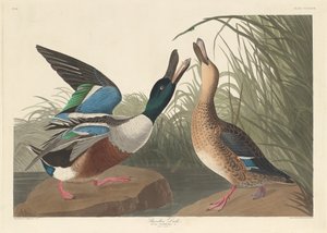 Pato cuchara, 1836