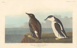 Pato Guillemo de Pico Fino de Robert Havell