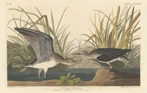 Andarríos solitario, 1836 de Robert Havell