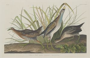 Sora o Rail, 1834 de Robert Havell