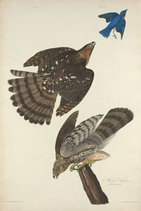 Halcón de Stanley, 1828 de Robert Havell