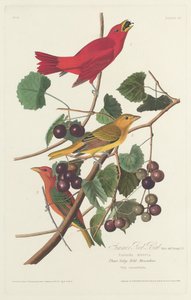 Pájaro rojo de verano, 1828 de Robert Havell