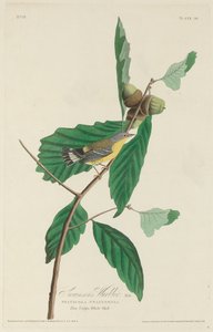 Reinita de Swainson, 1828 de Robert Havell
