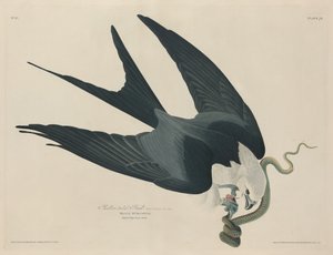 Halcón de cola de golondrina, 1829