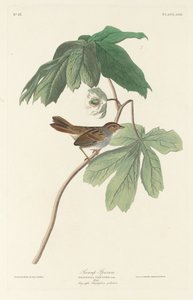 Gorrión de pantano, 1829 de Robert Havell