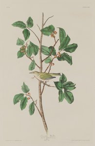 Reinita de Tennessee, 1832 de Robert Havell