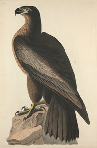 El pájaro de Washington o Gran águila marina americana, 1827