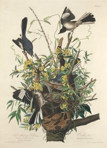 El sinsonte de Robert Havell