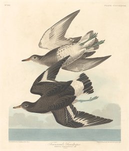 Correlimos de Townsend de Robert Havell