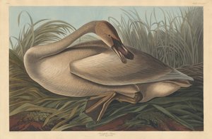 Cisne Trompetero de Robert Havell