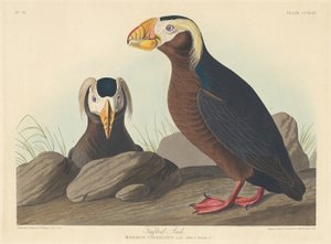 Auk copetudo, 1835 de Robert Havell