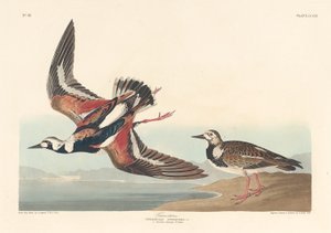 Vuelvepiedras, 1836 de Robert Havell