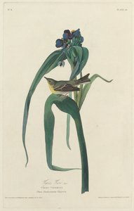 Vireo de Vigors, 1828 de Robert Havell