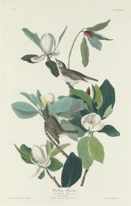 Atrapamoscas cantor, 1831 de Robert Havell